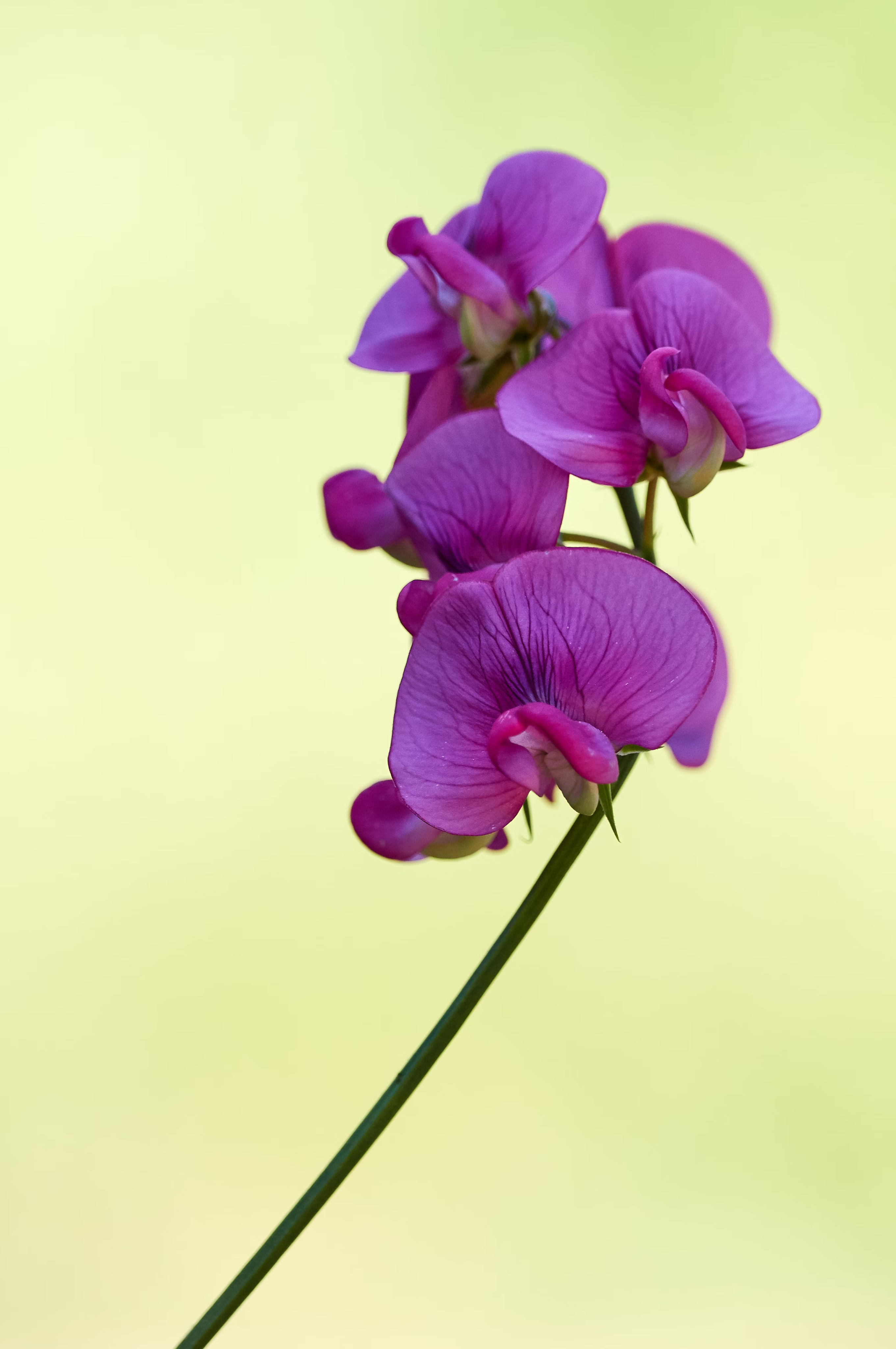 Orchid
