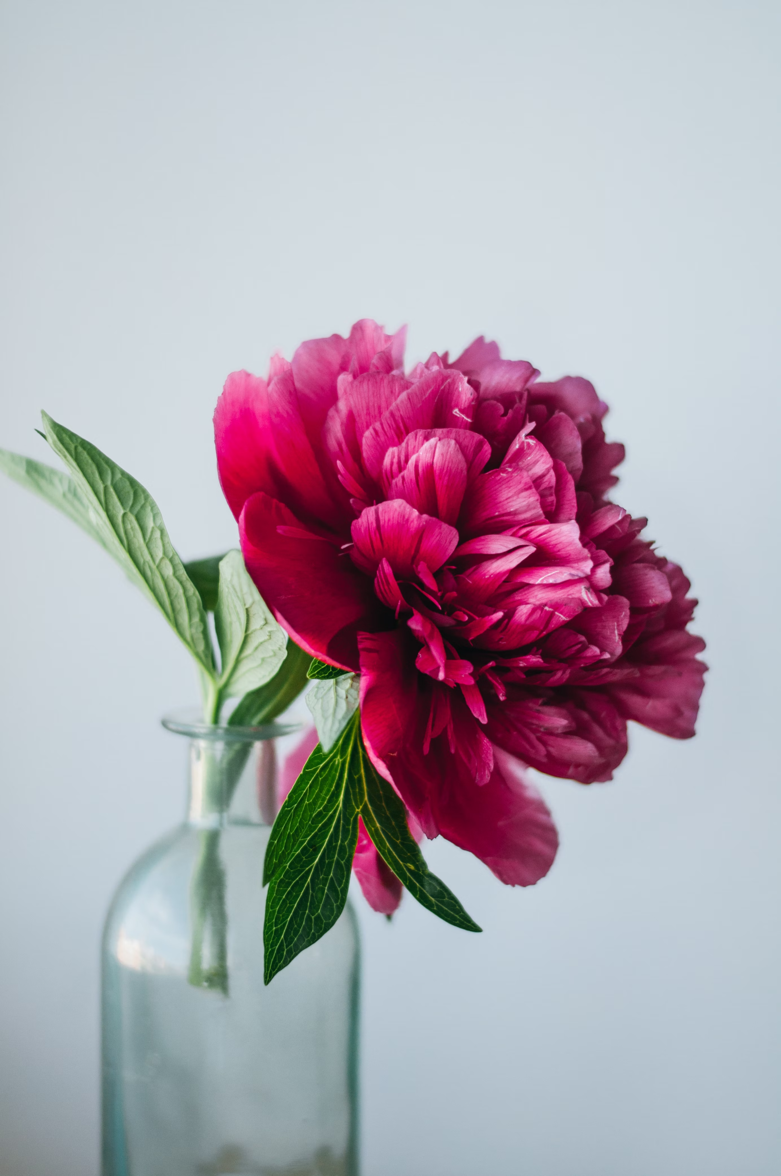 Purple flower