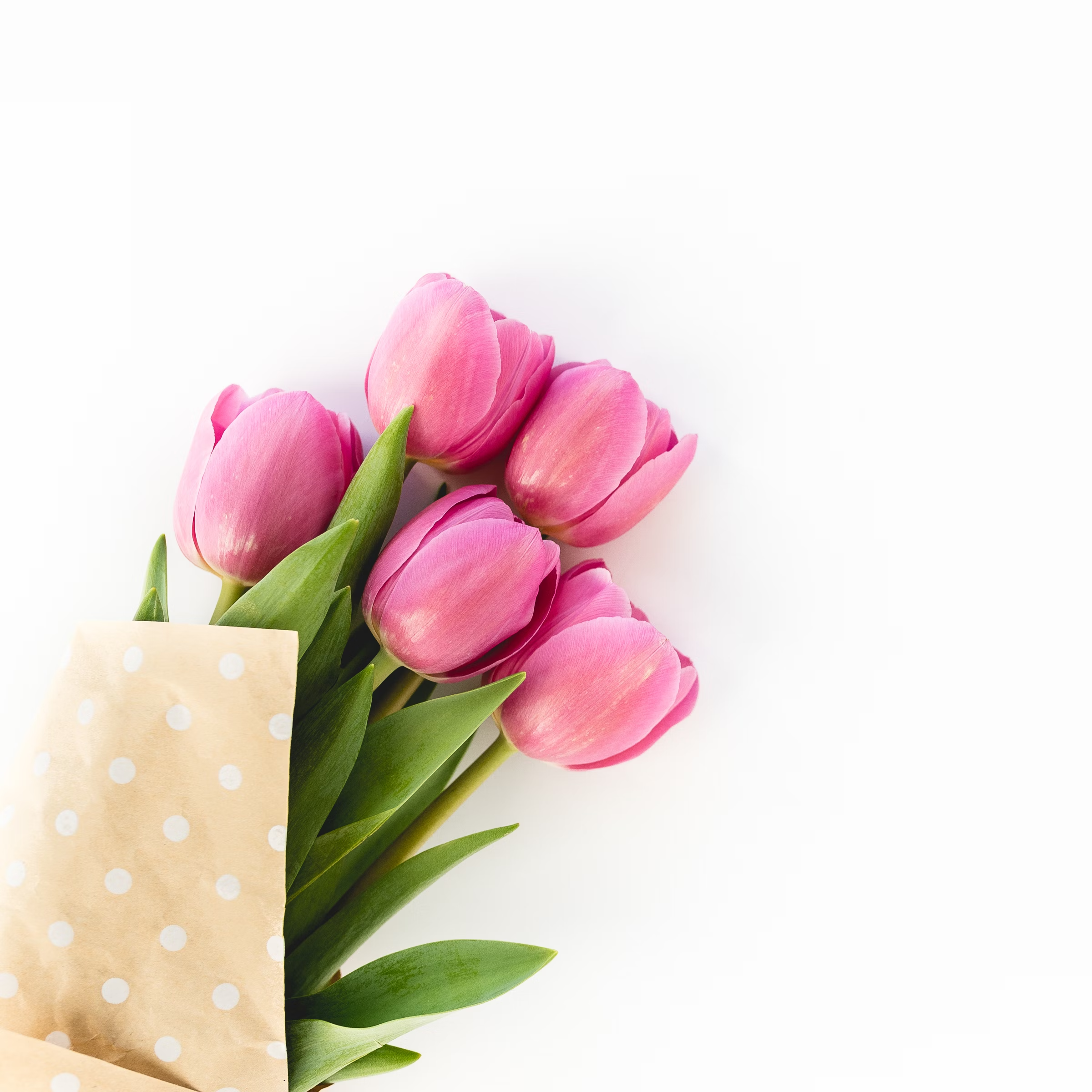 Pink tulip